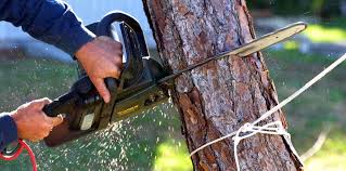 Best Tree Maintenance Programs  in Camas, WA