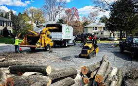 How Our Tree Care Process Works  in  Camas, WA