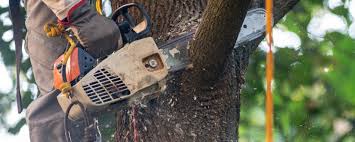 Reliable Camas, WA Tree Care Solutions