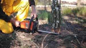 Best Root Management and Removal  in Camas, WA