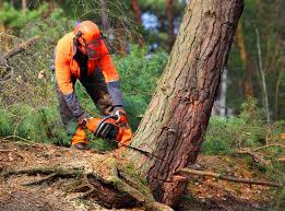 Best Arborist Consultation Services  in Camas, WA
