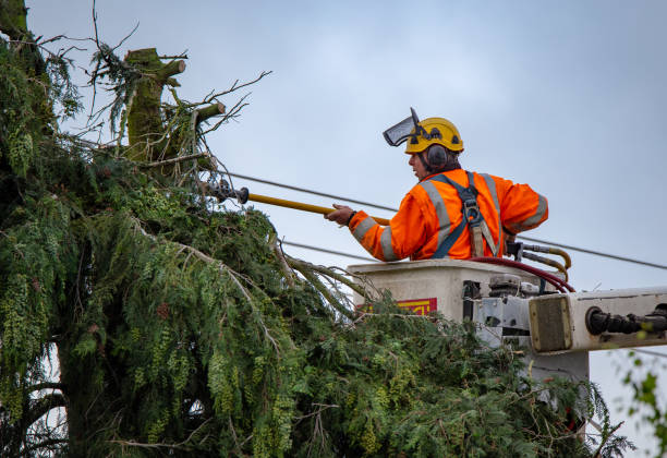 Best Tree Disease Treatment  in Camas, WA