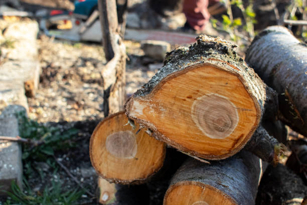 Tree Care