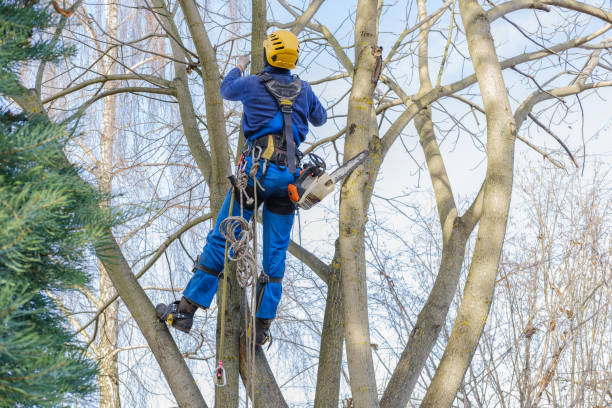 Best Hazardous Tree Removal  in Camas, WA