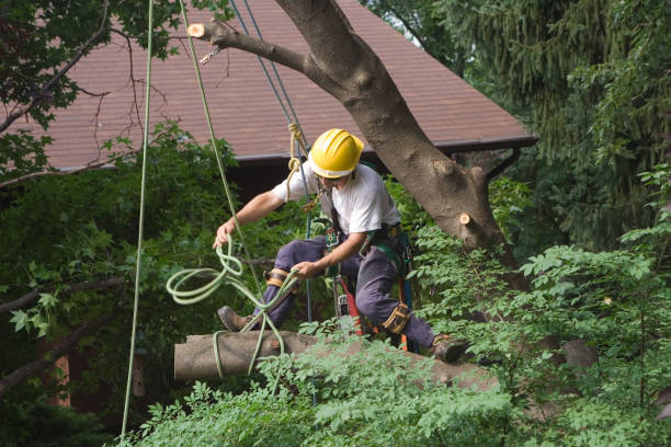 Lawn Watering Services in Camas, WA
