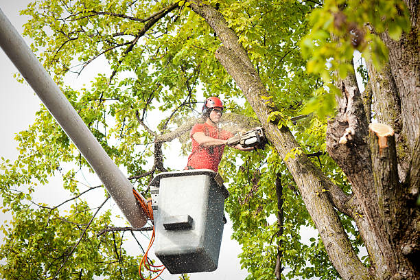 Best Storm Damage Tree Cleanup  in Camas, WA