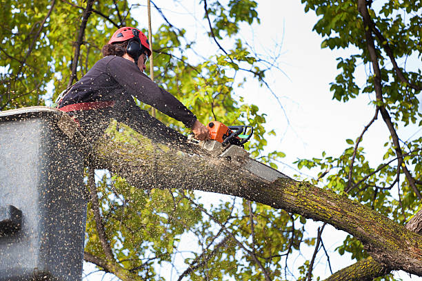 Best Lawn Maintenance Plans  in Camas, WA