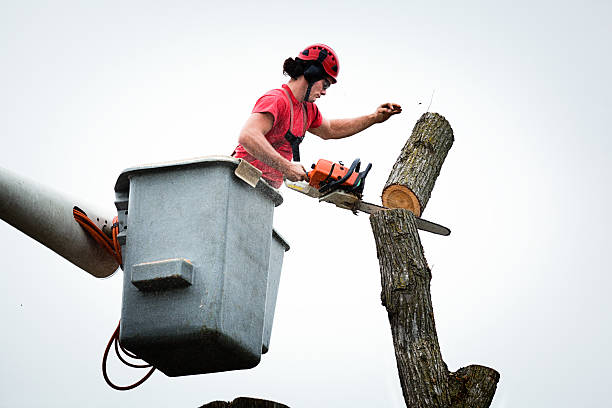 Best Leaf Removal  in Camas, WA