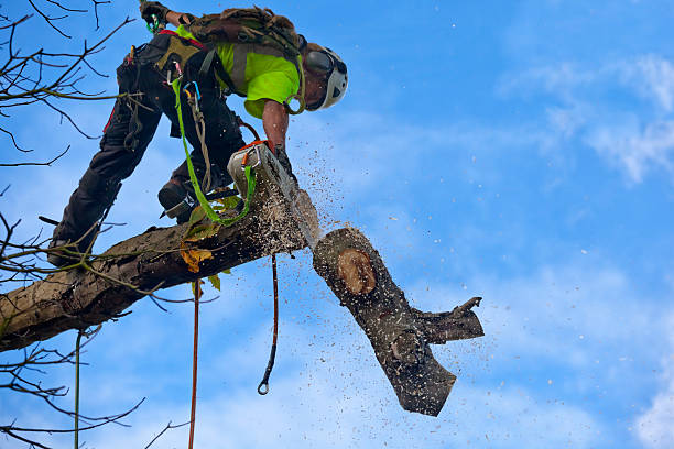 Best Tree Cabling and Bracing  in Camas, WA