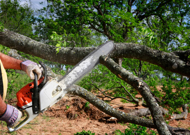 Best Tree Mulching  in Camas, WA
